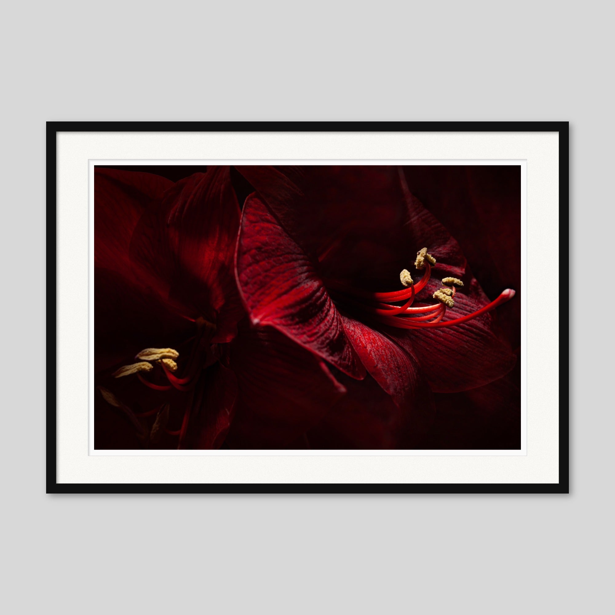 Hoppeastrum