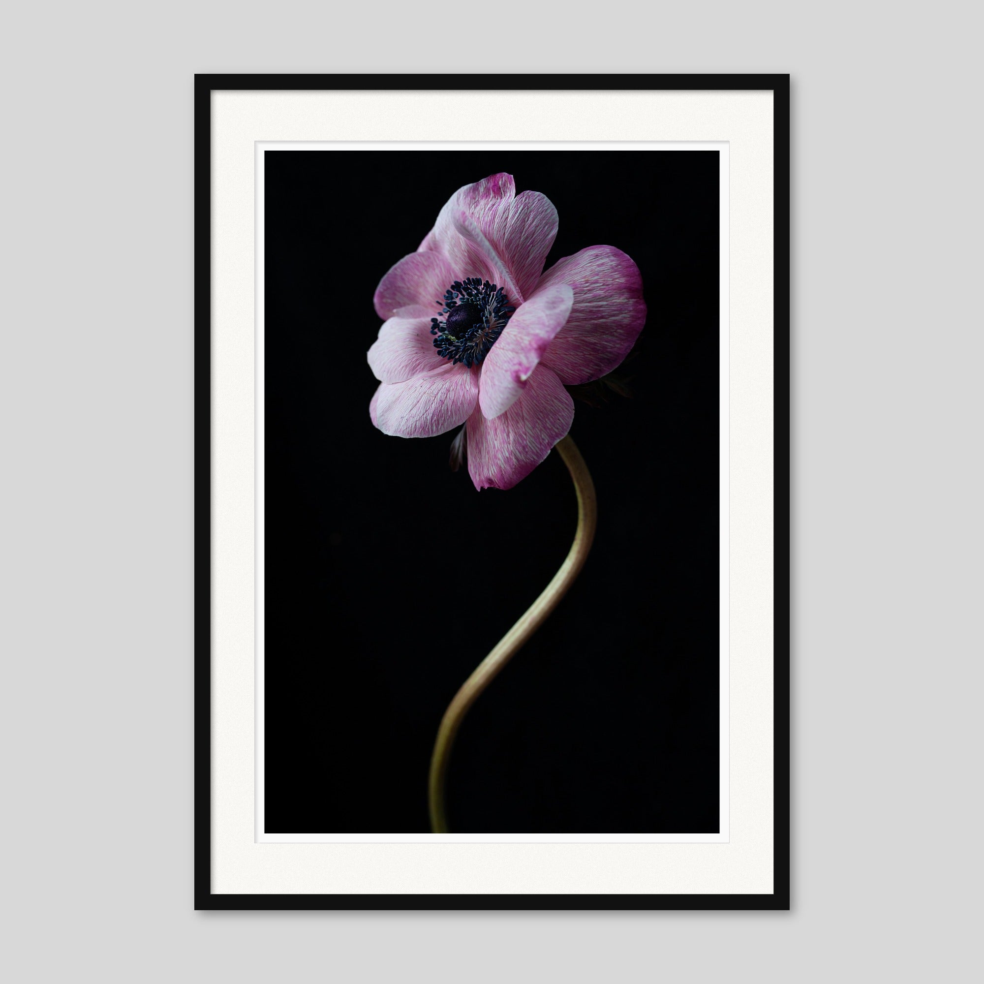 Anemones